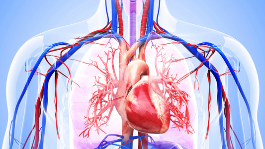 Vitamin B12 and Heart Health: Examining the Cardiovascular Benefits