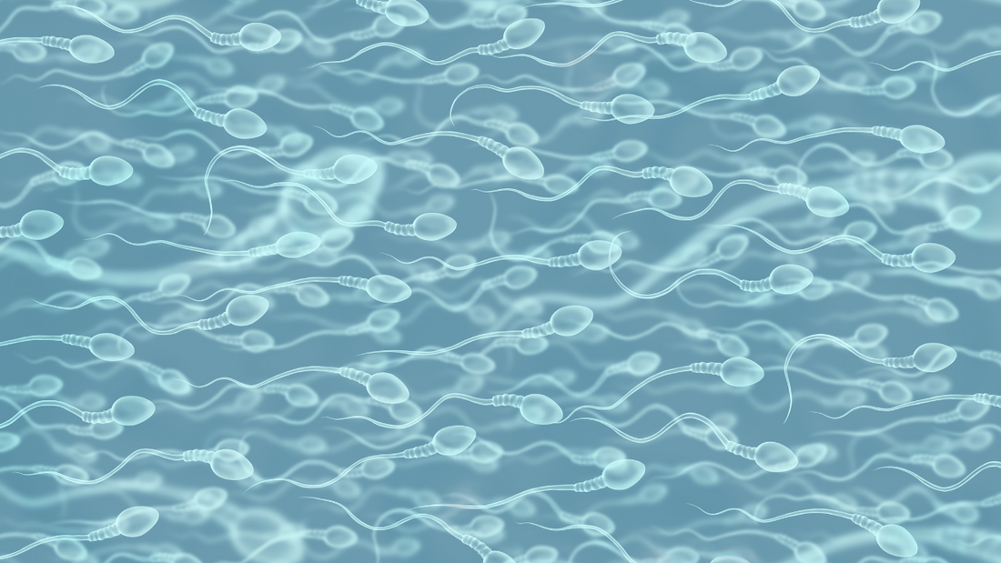Vitamin B12: The Missing Piece in Male Fertility Puzzle