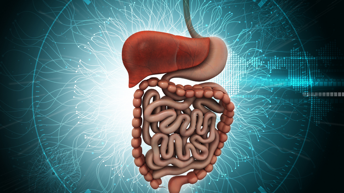 Boosting Your Gut Power: The Essential Role of Vitamin B12 in Digestion and Nutrient Absorption